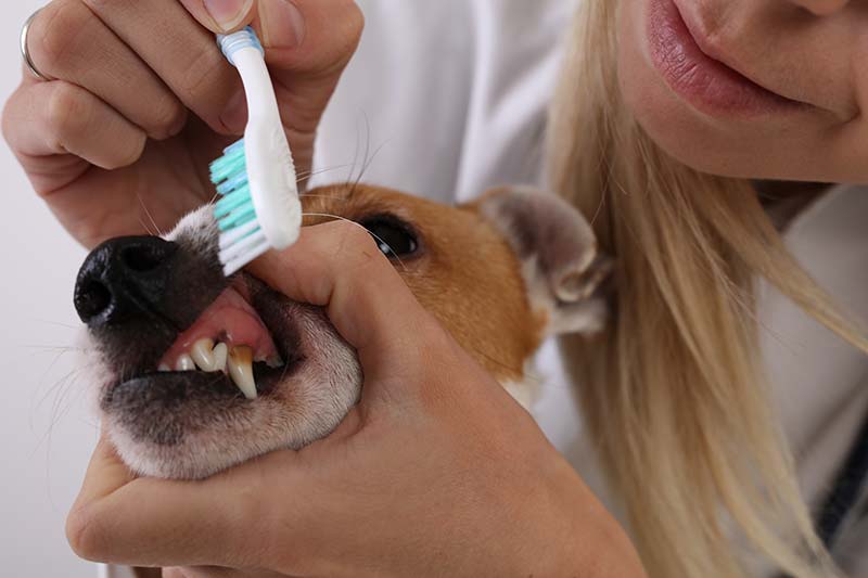 A dog having teeth brushed