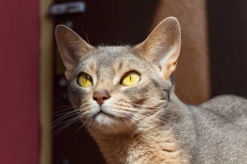 Catios are rad