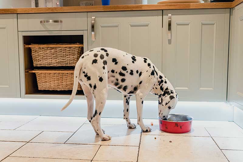 Cardiac disease in dogs has been linked to dog food nutrition