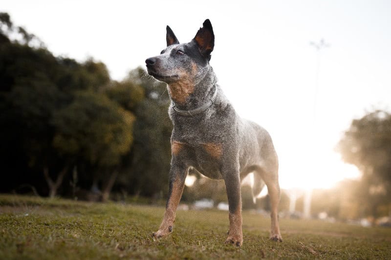 The "Working Dogs" breed need to stay busy to not engage in bad pet behaviors