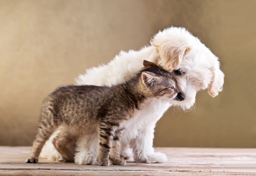 Puppy and kitten wellness exams are a good start for lifelong pet wellness.