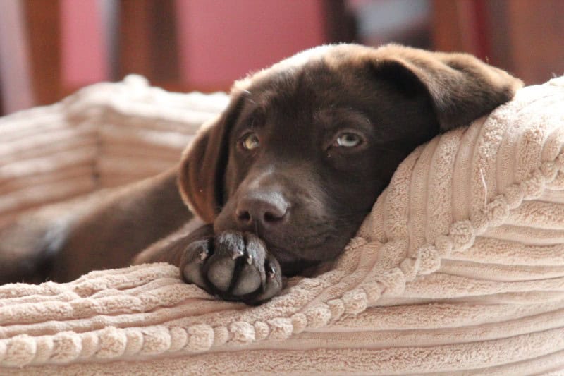 Heated pet bed safety can protect your pet