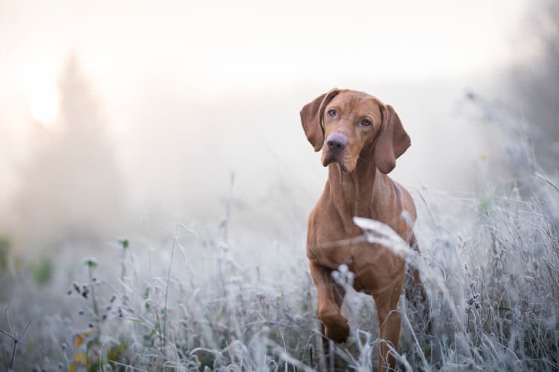 A Weimaraner standing in a field