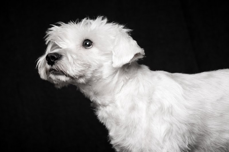 Disaster preparation for pets can help with pet safety in an emergency