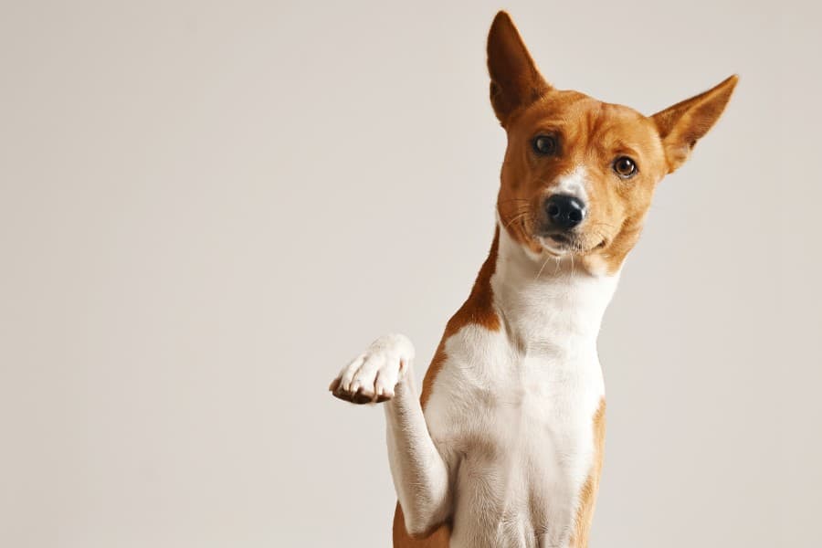 Pet paw care is part of good pet grooming