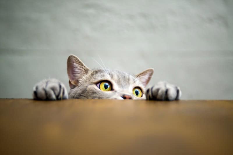 A cat peeking above a desk