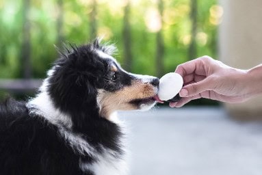 A black and white border collie licking a treat