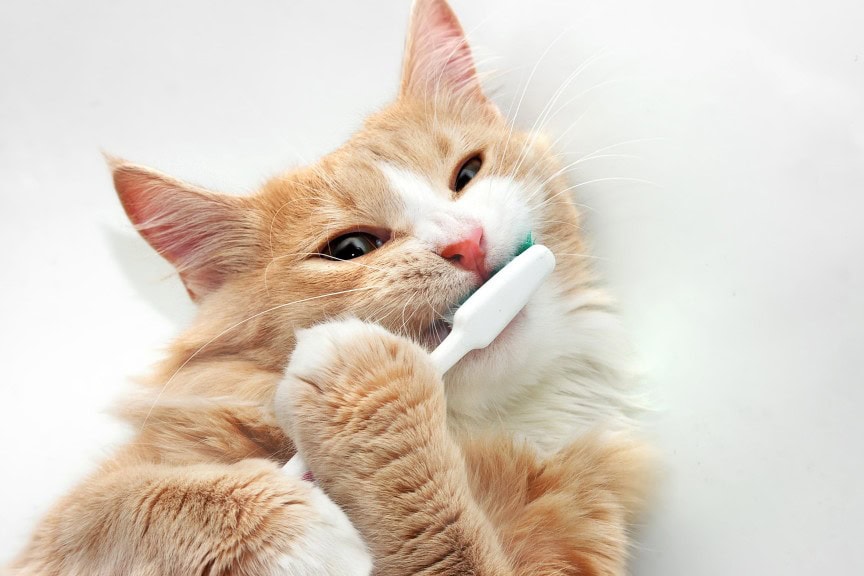 A tan cat chewing on a toothbrush