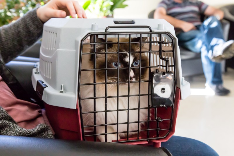 A cat in a carrier