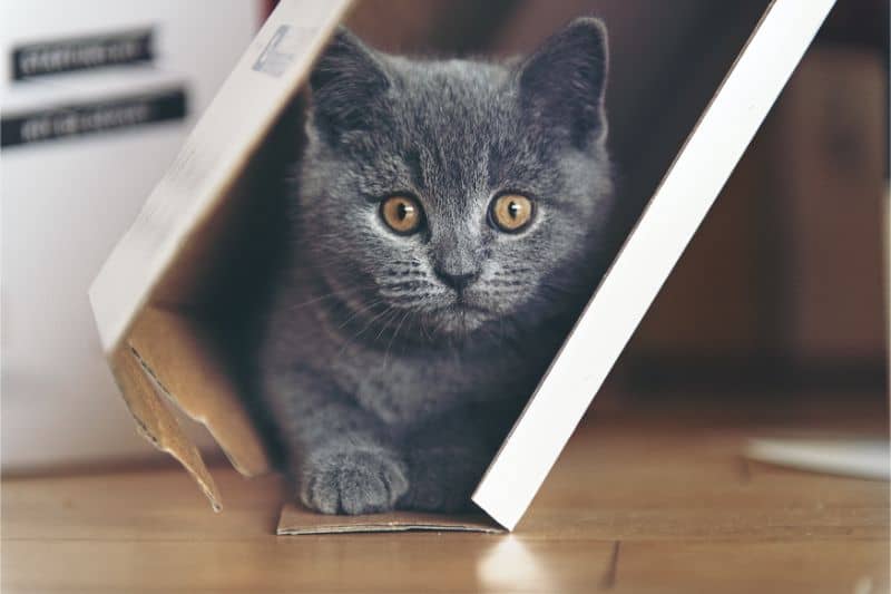 A gray kitty hiding in a corner
