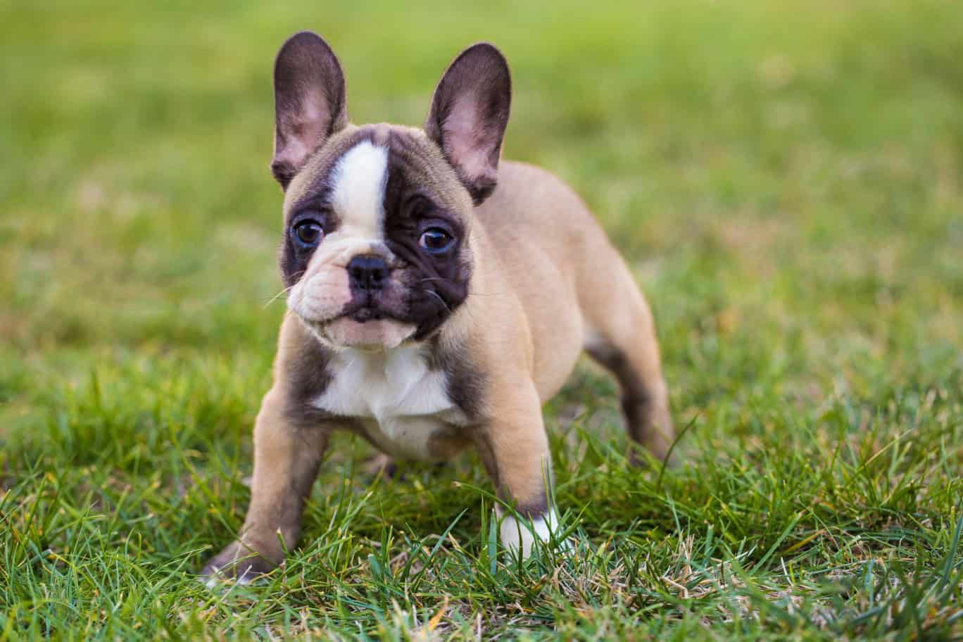 A puppy in a field