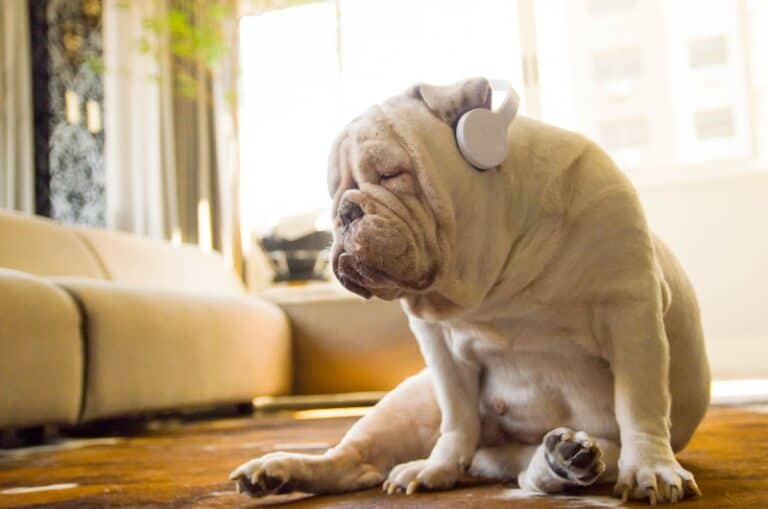 Rocklin, CA Veterinary Blog Keep Calm and Listen On How Music Can