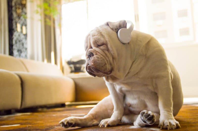 A bulldog wearing headphones