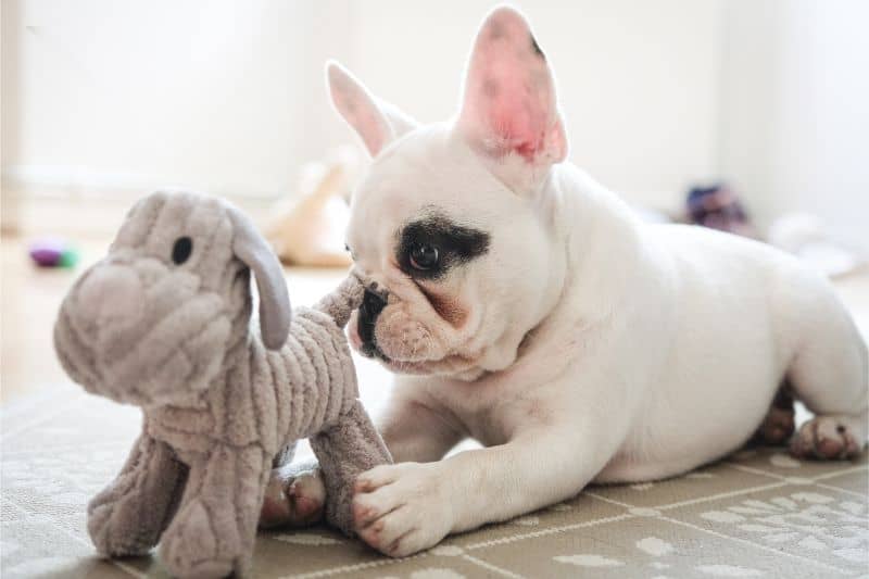 A terrier puppy with its stuffie