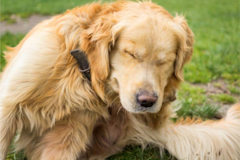 A golden retriever scratching it's ear