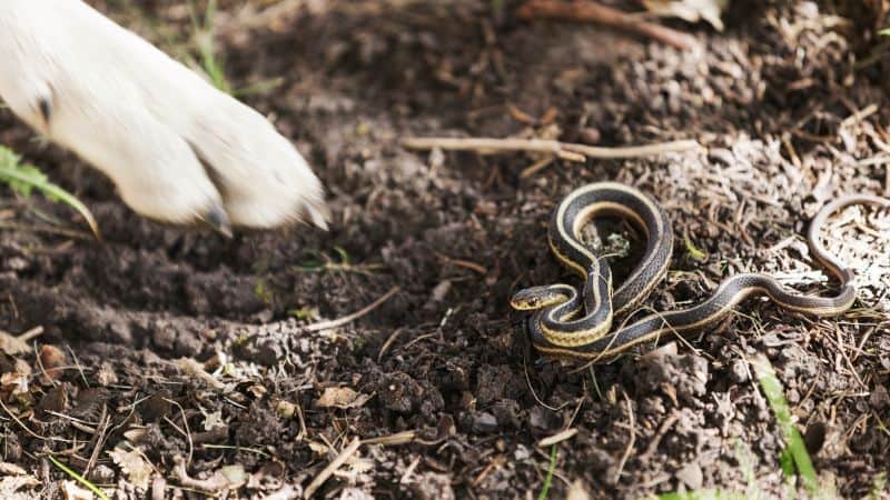 A dog's paw near a snake