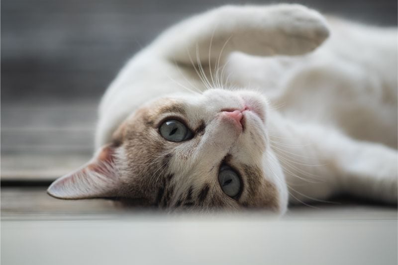 A cat rolling on the floor