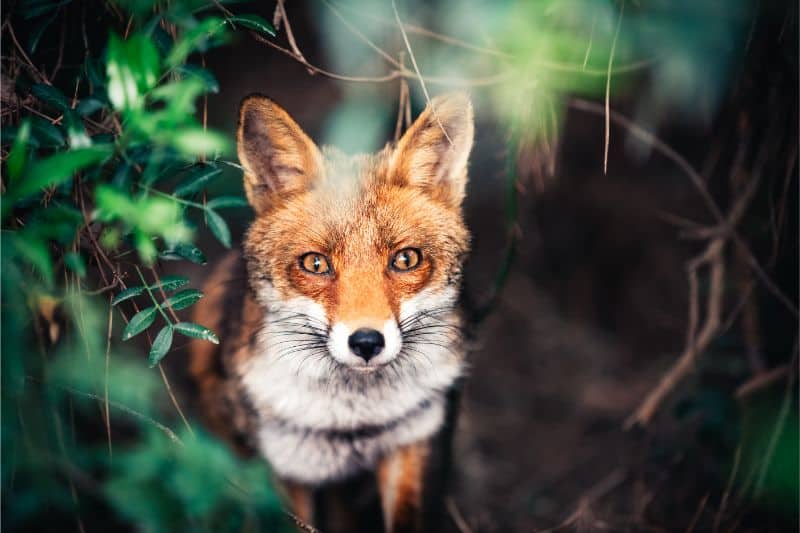 A fox in the woods