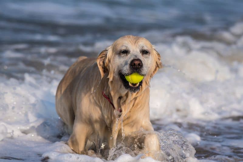 A golden retriever in the surf