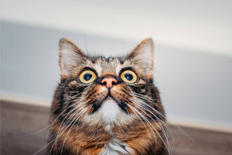 An alert cat looking upwards