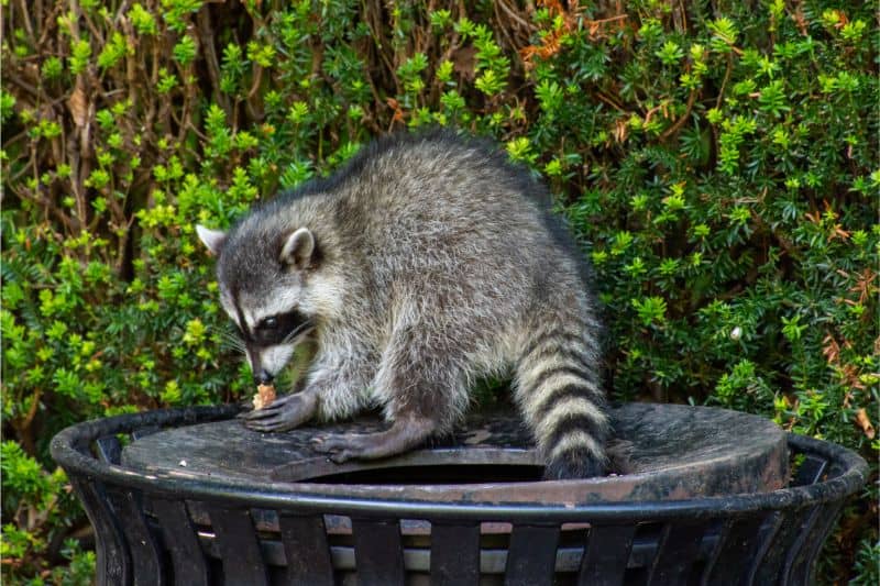 A raccoon on a trash can