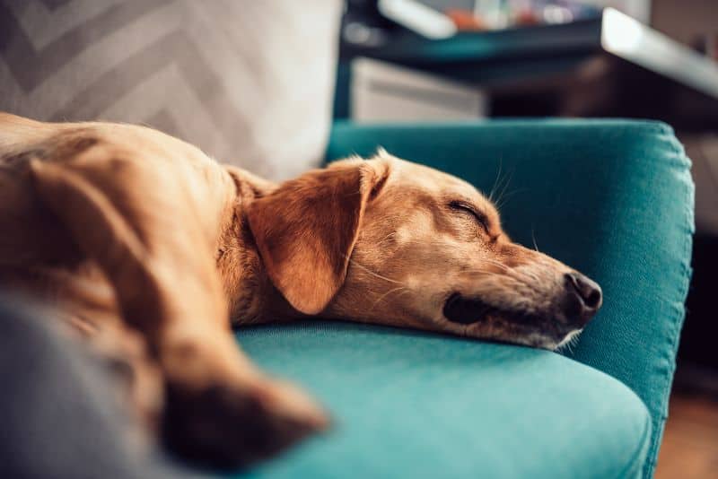 A dog lounging on the couch