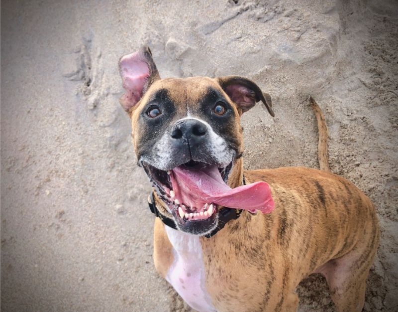 A happy dog with its tongue wagging