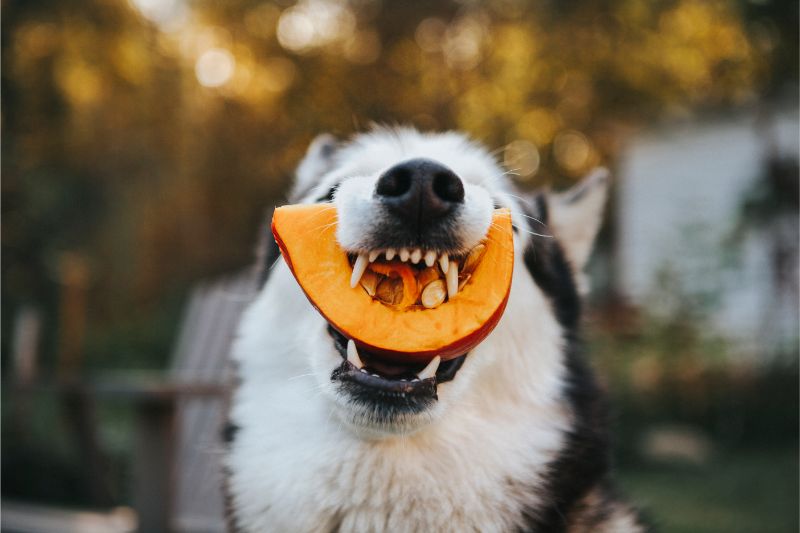 A dog eating a pumpkin slice
