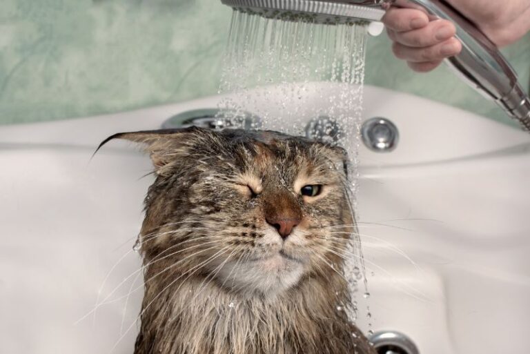 Rocklin, CA Veterinary Blog Why Do Cats Hate Water?