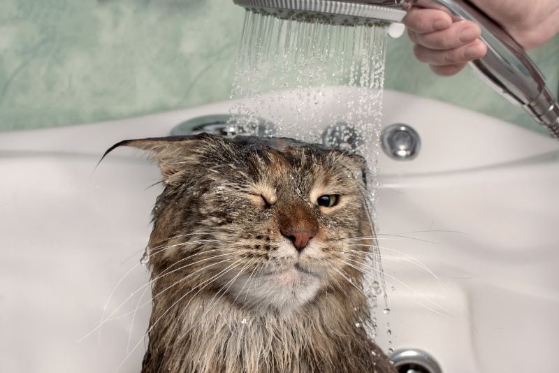 A cat getting a shower