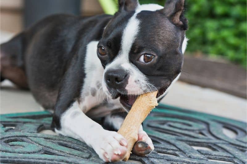 A Boston Terrier chewing on a dental chew