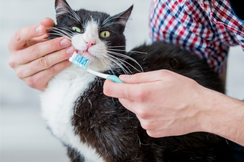 A cat avoiding a tooth brushing