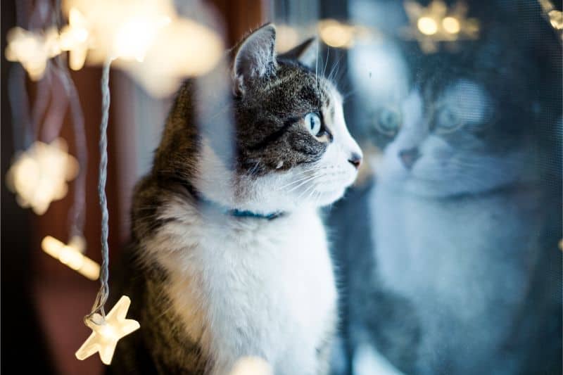 A cat sitting amongst decorations