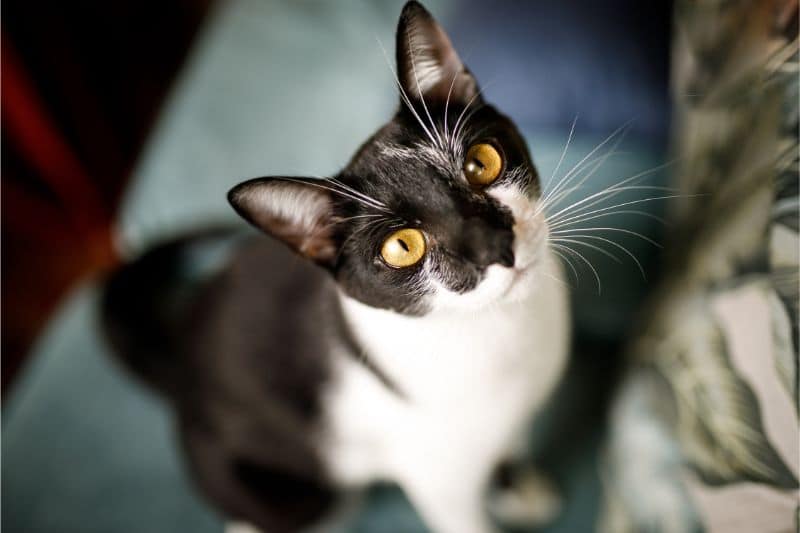 A black and white cat