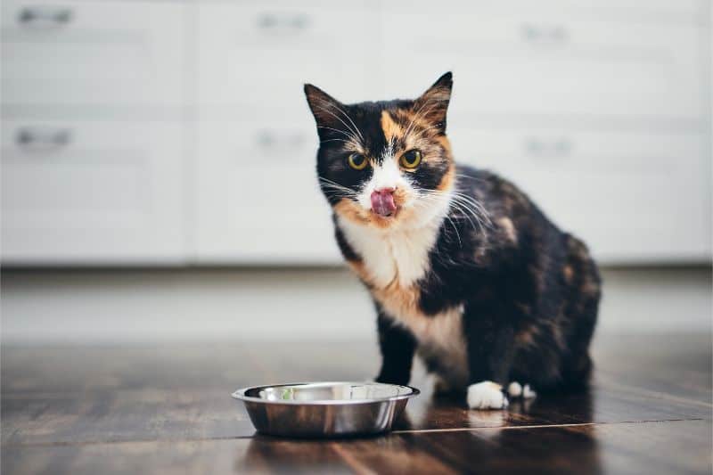 A cat licking its nose