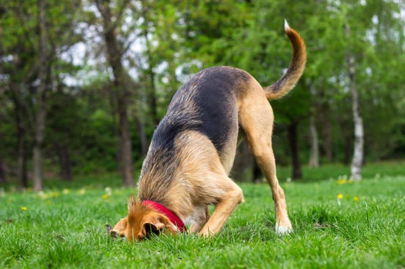 Dog digging in Rocklin, CA yard