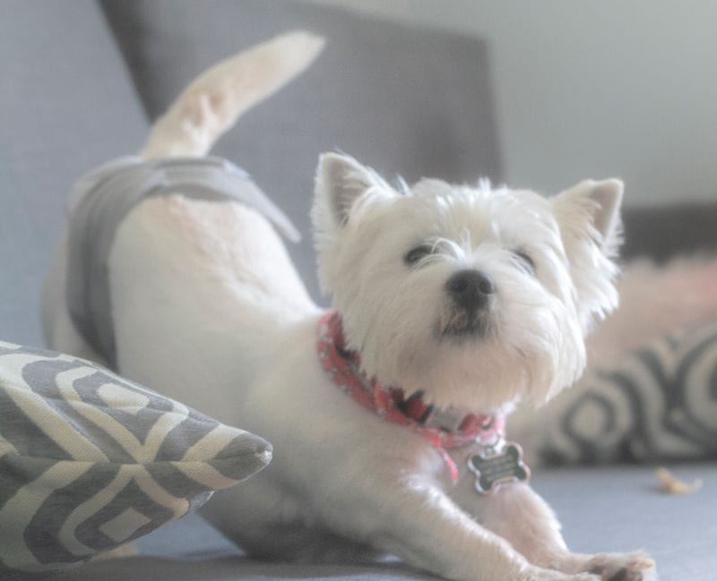 A white dog wearing a pet diaper