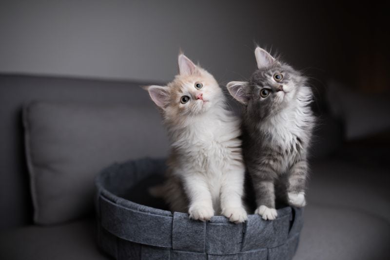 Two kittens tilting their heads