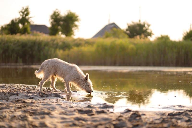A dog drinking from a river