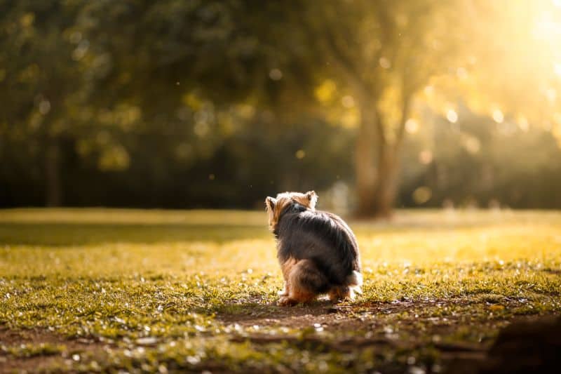 A dog squatting in a field