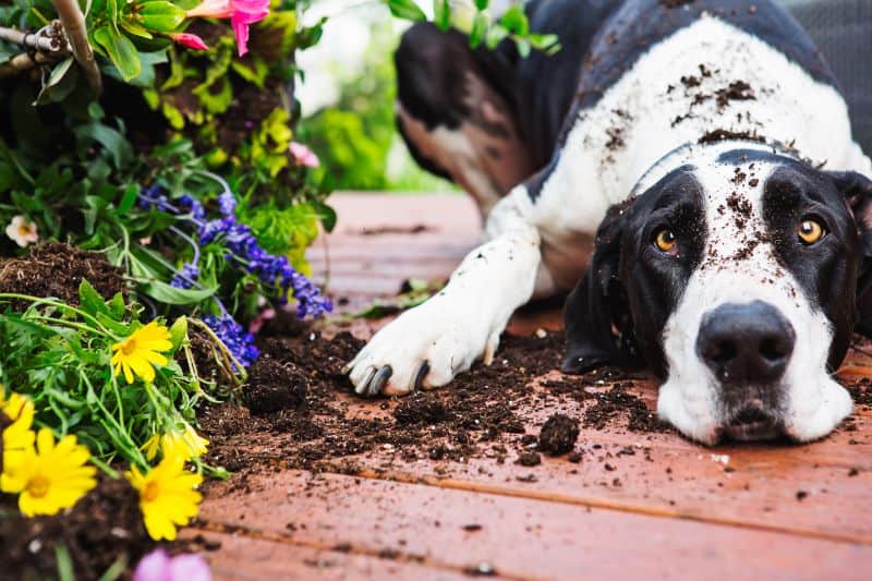 A dog laying in the dirt they've just dug up