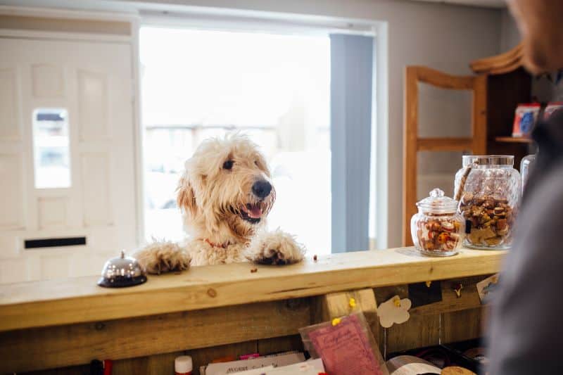 A dog at the front desk