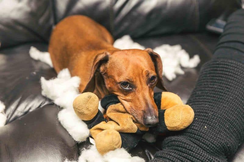 A sad dog laying with his toy