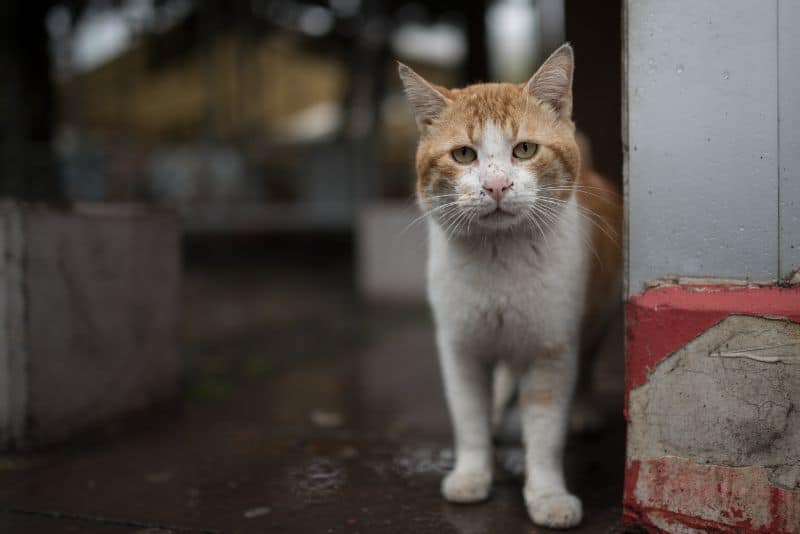 A white and brown cat standing on the floor