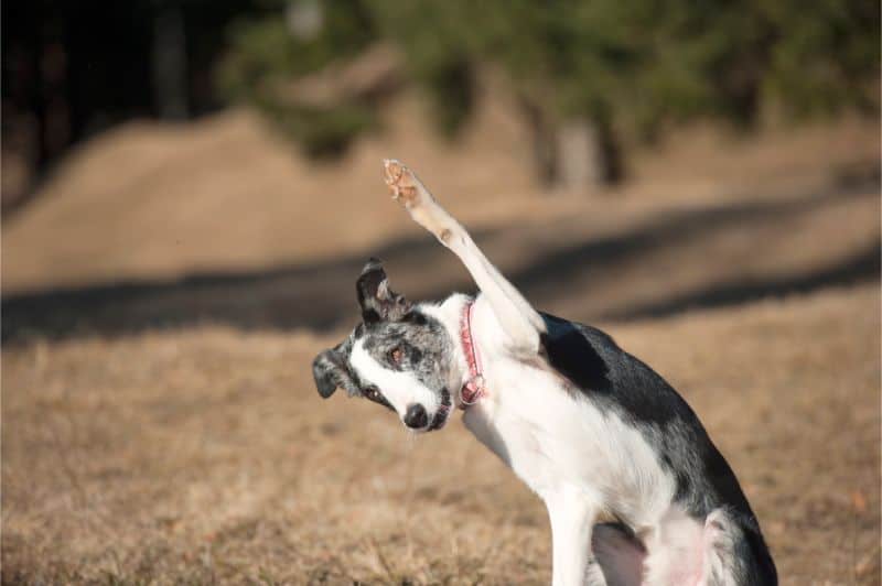 A dog with its paw in the air