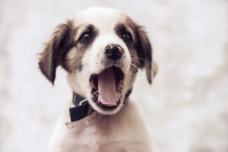 A puppy yawning