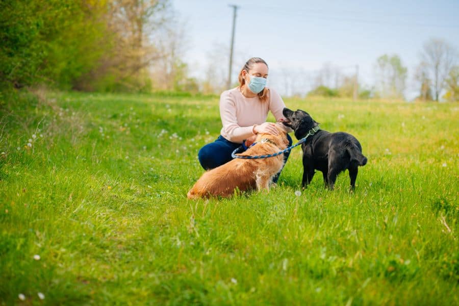 dog and puppy interacting with woman