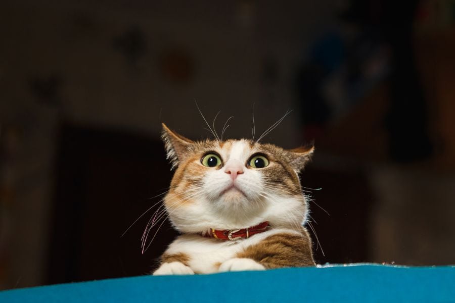 A cat scrunching its ears up