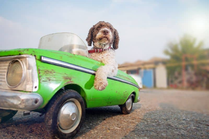 Rocklin, CA dog driving car
