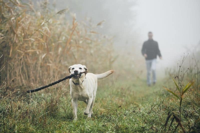 A dog running with a stick